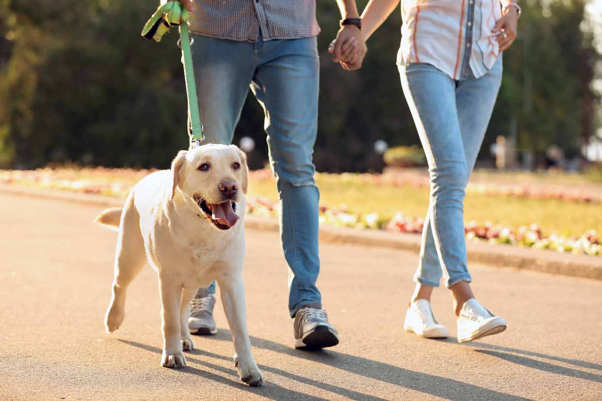 Please walk the dog with dog leash